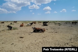 Qachondir Orol dengizining tubi bo‘lgan yerlarda mollar cho‘zilib yotibdi. Qizilo‘rda viloyati, 4-iyul, 2024