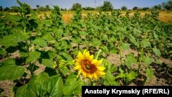 Подсолнечники в Украине. Иллюстративное фото